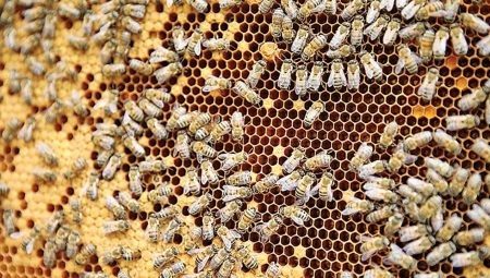 Artan sıcaklıklar arıların sistemini bozdu