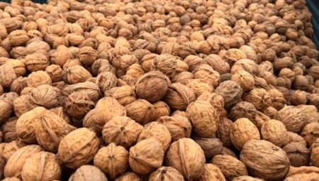 Ceviz üretiminde randıman krizi: Bahçeler satıldı, ağaçlar mobilya oldu!